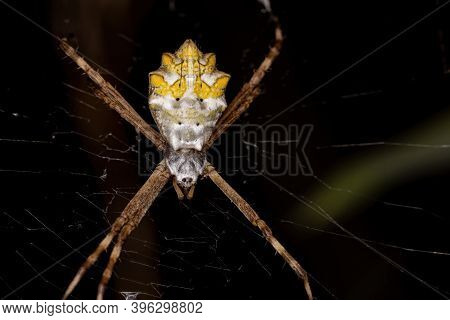 Silver Garden Orbweaver Of The Species Argiope Argentata
