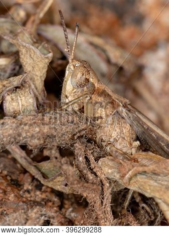 Short-horned Grasshopper Of The Family Acrididae In Macro View