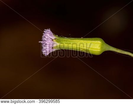 Lilac Tasselflower Of The Species Emilia Sonchifolia