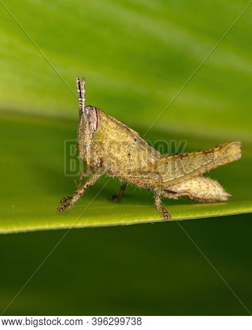 Short-horned Grasshopper Of The Family Acrididae In Macro View