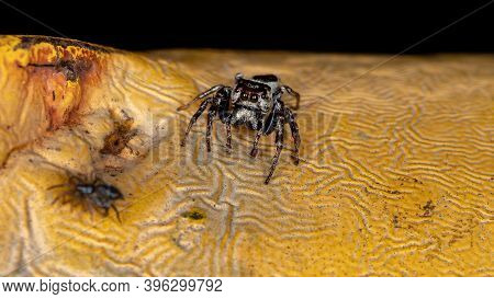 Male Jumping Spider Of The Genus Metaphidippus