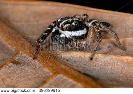 Adult Jumping Spider