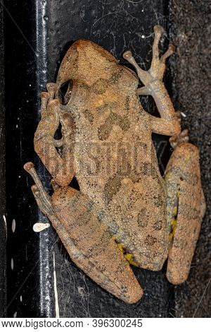 Fuscous-blotched Snouted Tree Frog
