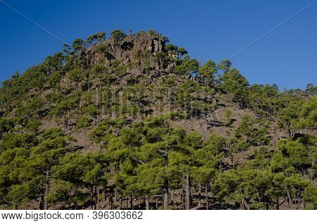 Forest Of Canary Island Pine Pinus Canariensis. Ojeda Mountain. Integral Natural Reserve Of Inagua. 
