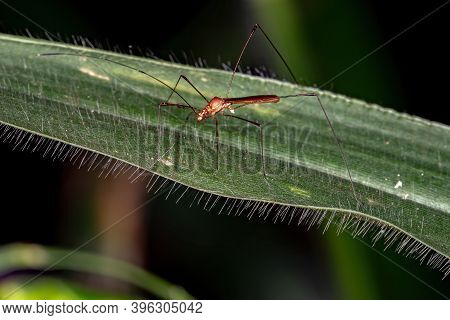 Stilt Bug Of The Family Berytidae In Macro View