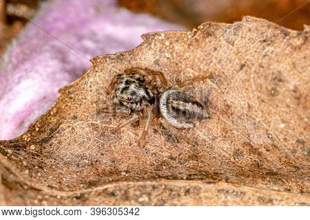 Jumping Spider Of The Subtribe Freyina In Macro View