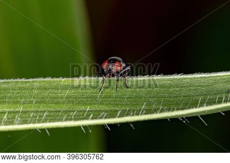 Picture-winged Fly Of The Genus Notogramma In Macro View