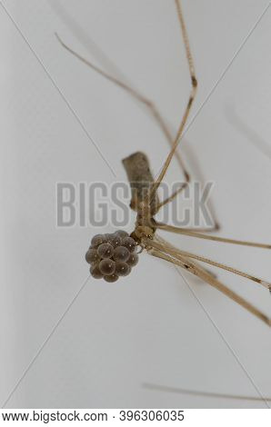 Daddy Long-legs Spider Pholcus Phalangioides With Her Egg Laying. Cruz De Pajonales. Tejeda. Gran Ca