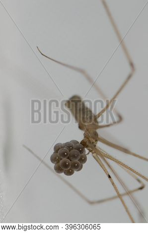 Daddy Long-legs Spider Pholcus Phalangioides With Her Egg Laying. Cruz De Pajonales. Tejeda. Gran Ca