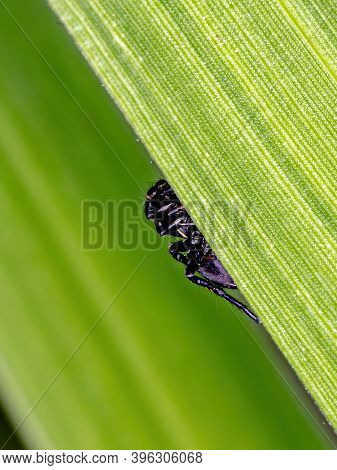 Jumping Spider Of The Genus Phiale In Macro View