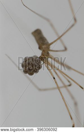 Daddy Long-legs Spider Pholcus Phalangioides With Her Egg Laying. Cruz De Pajonales. Tejeda. Gran Ca