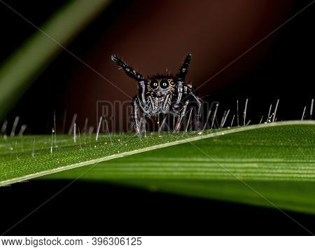 Jumping Spider Of The Genus Phiale In Macro View