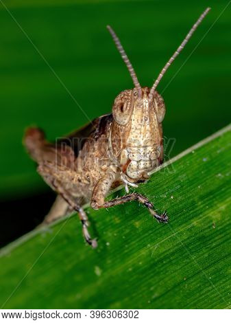 Short-horned Grasshopper Of The Family Acrididae In Macro View