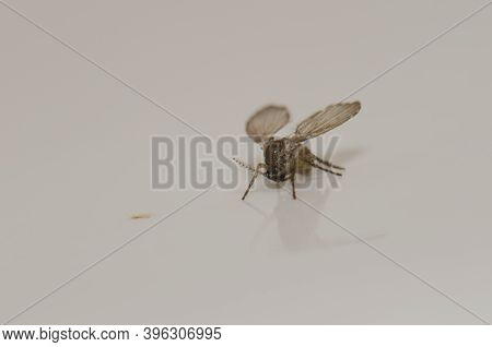 Bathroom Moth Midge Clogmia Albipunctata. Las Palmas De Gran Canaria. Gran Canaria. Canary Islands. 