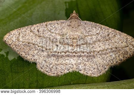 Geometer Moth Of The Family Geometridae In Macro View