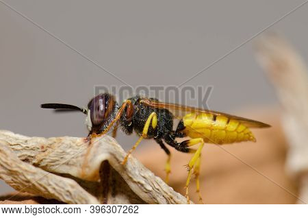 European Beewolf Philanthus Triangulum In Las Palmas De Gran Canaria. Gran Canaria. Canary Islands. 
