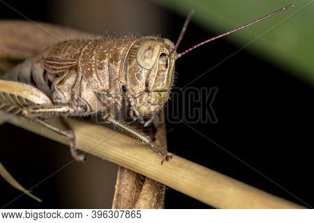 Spur-throated Grasshopper Of The Subfamily Melanoplinae In Macro View