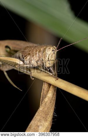 Spur-throated Grasshopper Of The Subfamily Melanoplinae In Macro View