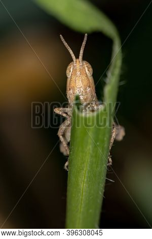 Spur-throated Grasshopper Of The Subfamily Melanoplinae In Macro View