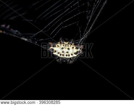 Adult Spinybacked Orbweaver