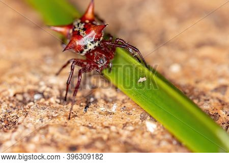 Orbweaver Of The Species Actinosoma Pentacanthum In Macro View