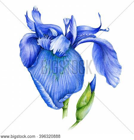 Blue Iris Flower Watercolor Illustration. Wild Bearded Single Iris In A Full Bloom With A Bud Hand D