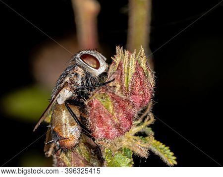 Tachinid Fly Of The Family Tachinidae In Macro View