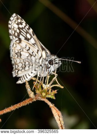 Brazilian White Checkered-skipper