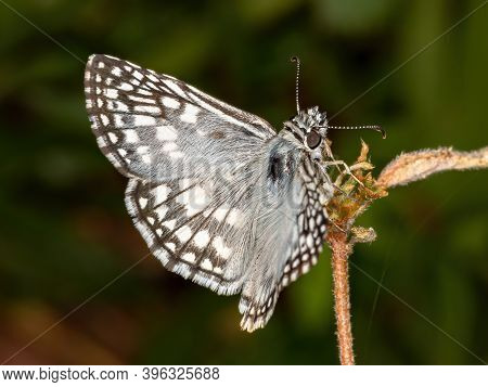 Brazilian White Checkered-skipper
