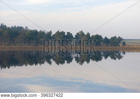 Reflected Conifer Trees Over Calm Gently Rippled Water. Taken At Redmires Reservoirs In Fulwood Near