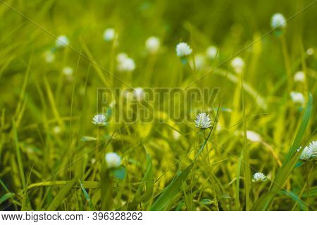 Selective Focus Green Grass And Little White Wild Flowers Meadow With Soft Style. Blossoming Tiny Wi