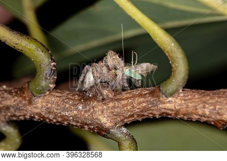 Jumping Spider Of The Genus Metaphidippus In Macro View