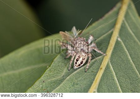 Jumping Spider Of The Genus Metaphidippus In Macro View