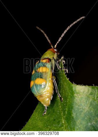 Brazilian Green Beetle