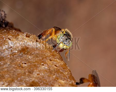 Stingless Jatai Bee