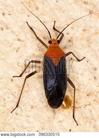Plant Bug Of The Tribe Resthenini In Macro View