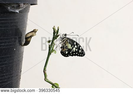 Close-up Of A Monarch Butterfly Hanging From A Chrysalis, Its Wings Slowly Expand, Wings Still Bend,
