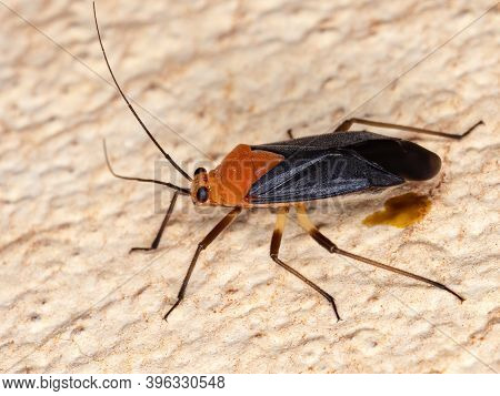 Plant Bug Of The Tribe Resthenini In Macro View