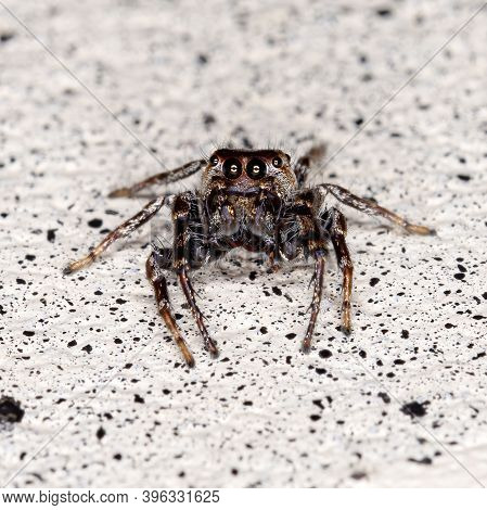 Male Jumping Spider
