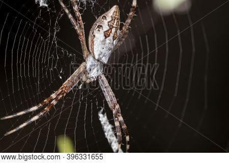 Silver Garden Orbweaver Of The Species Argiope Argentata