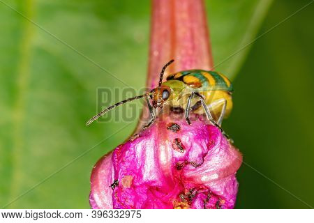 Brazilian Green Beetle