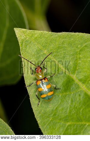 Brazilian Beetle Of The Species Diabrotica Speciosa