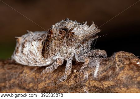 Brazilian White Planthopper