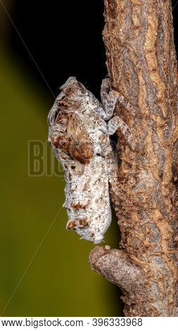 Brazilian White Planthopper