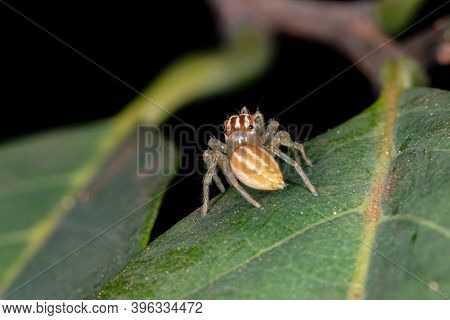 Small Jumping Spider