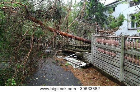 Beskadiget faldne træ på en landevej efter en stærk storm