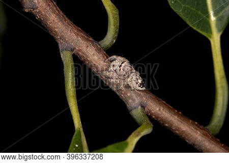 Male Jumping Spider