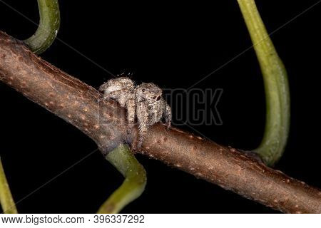 Male Jumping Spider