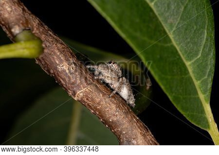 Male Jumping Spider