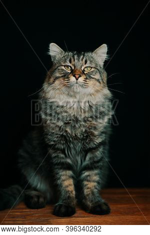 Striped Fluffy Cat Looks Up. Portrait Of A Pussycat On A Black Background. A Large Noble Cat With La